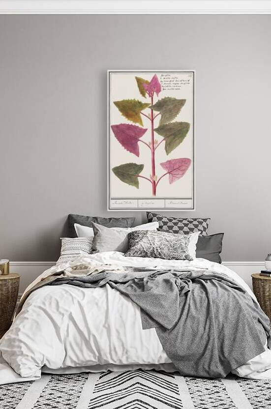 Garden orache in vintage stylered orache by IStockHistory com