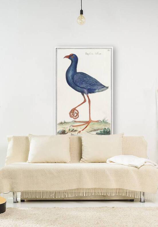 Swamphen in vintage style by IStockHistory com
