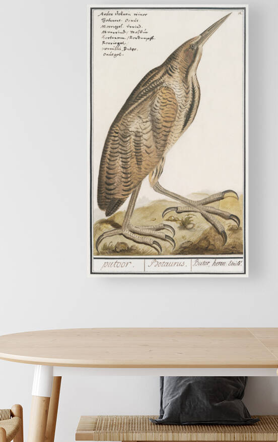 Bittern in vintage style by IStockHistory com