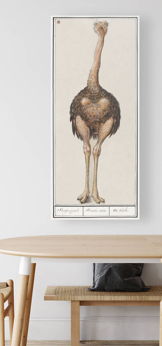 Ostrich vintage style by IStockHistory com