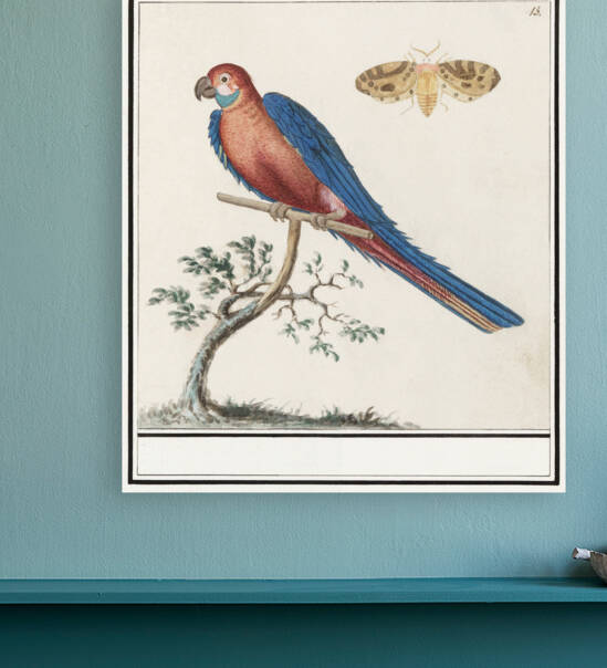 Blue and gold macaw in vintage style by IStockHistory com
