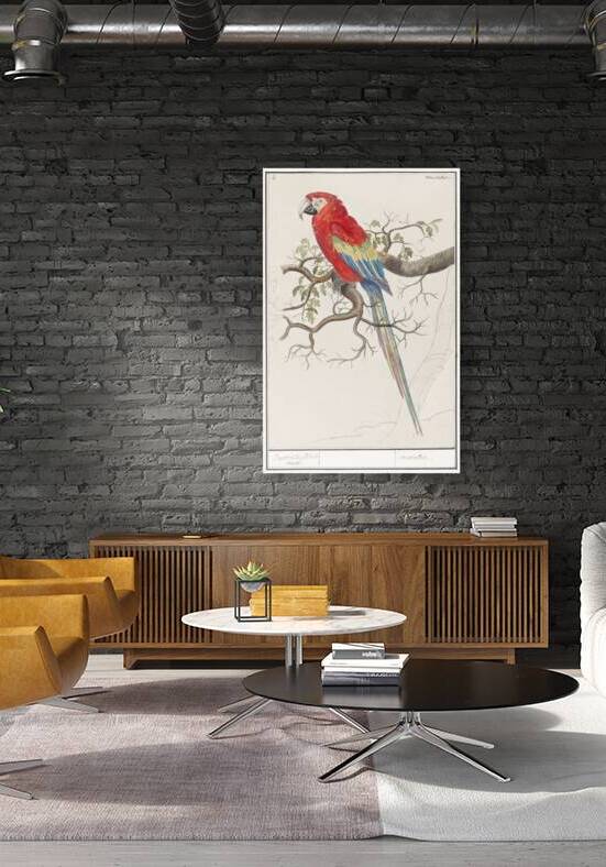 Scarlet macaw in vintage style by IStockHistory com