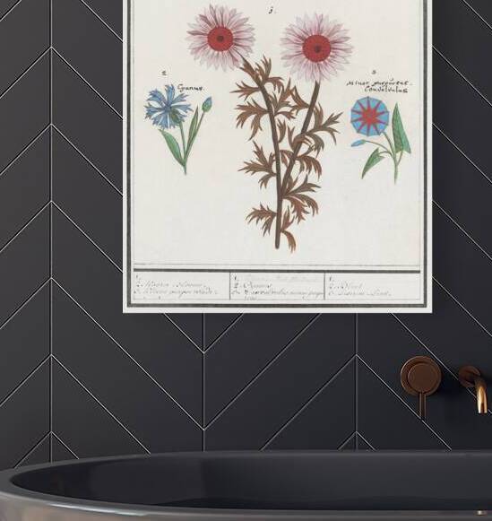 Bachelors button and morning glory by IStockHistory com