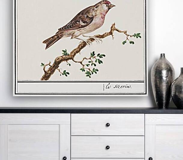 Redpoll in vintage style by IStockHistory com