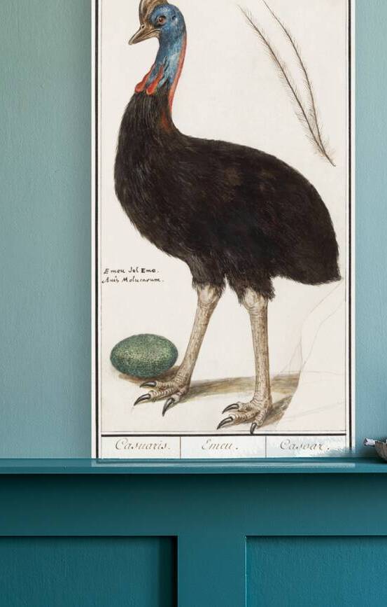 Cassowary vintage style by IStockHistory com