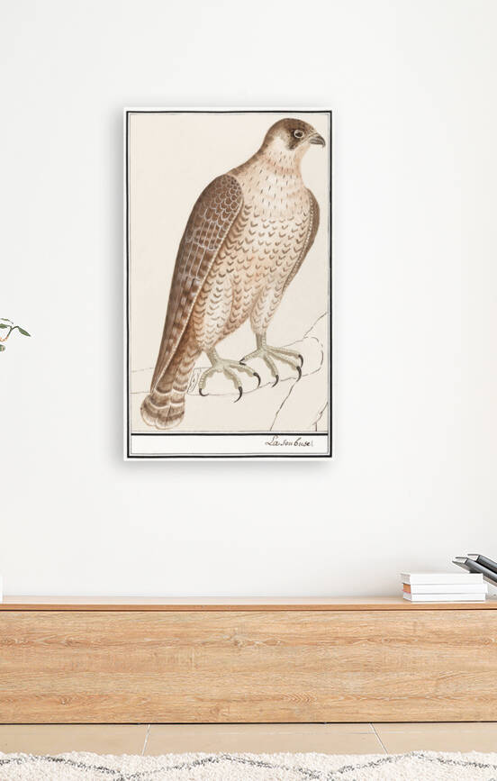 Saker falcon in vintage style by IStockHistory com