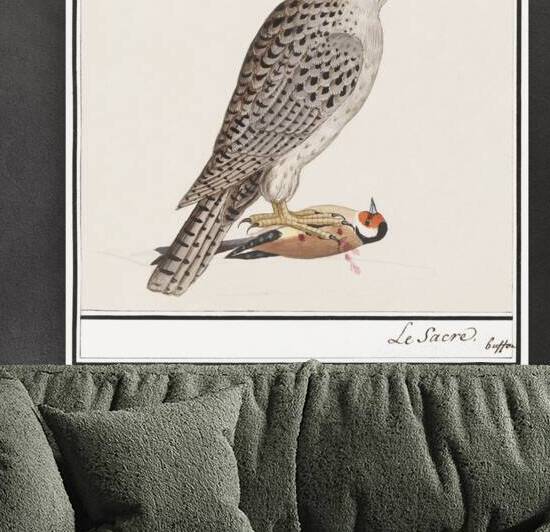 Gyrfalcon in vintage style by IStockHistory com