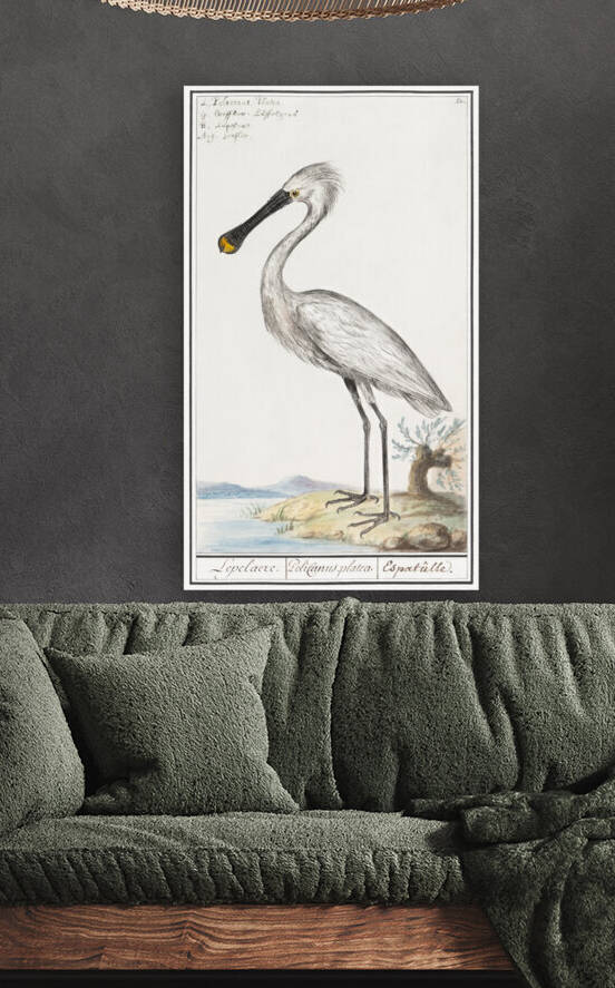 Spoonbill in vintage style by IStockHistory com