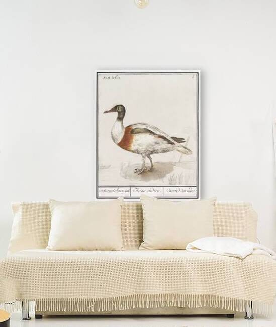Indian runner duck in vintage style by IStockHistory com