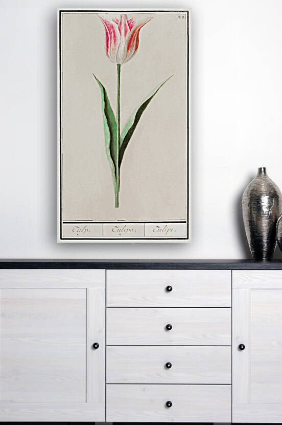 Tulip in vintage style by IStockHistory com