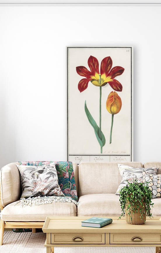 Tulip in vintage style by IStockHistory com