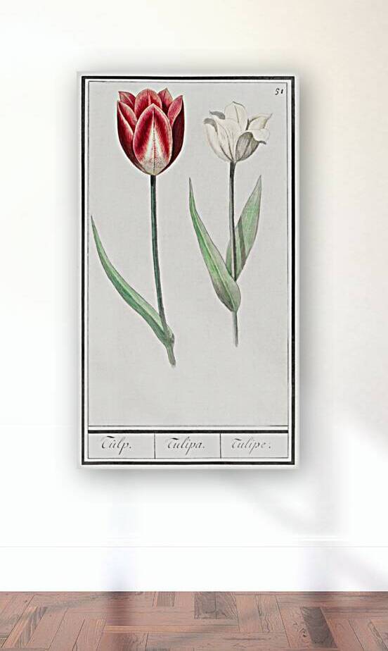 Tulip in vintage style by IStockHistory com