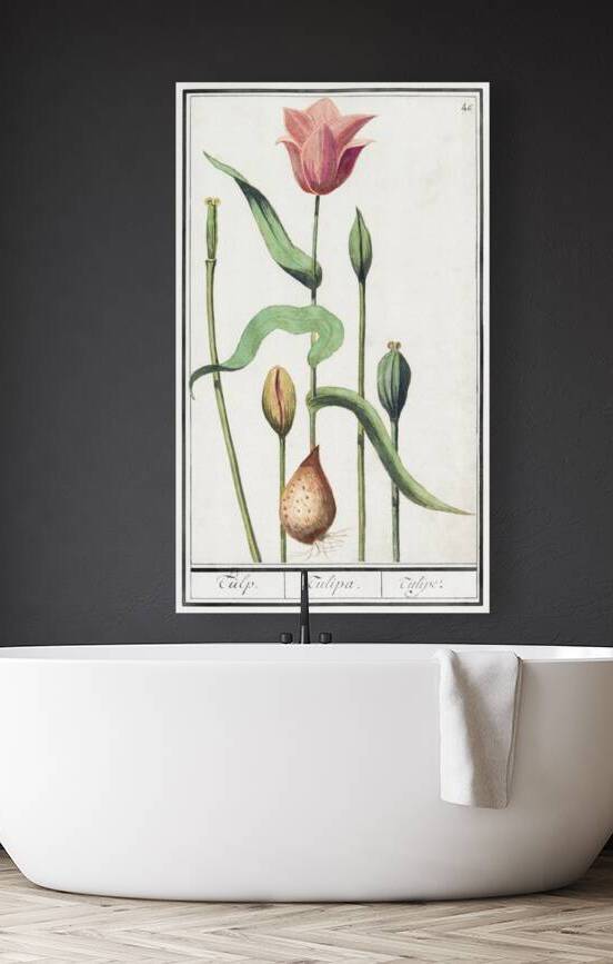 Tulip in vintage style by IStockHistory com