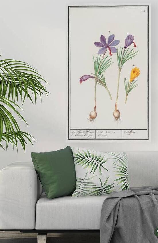 Saffron flower and yellow crocus by IStockHistory com