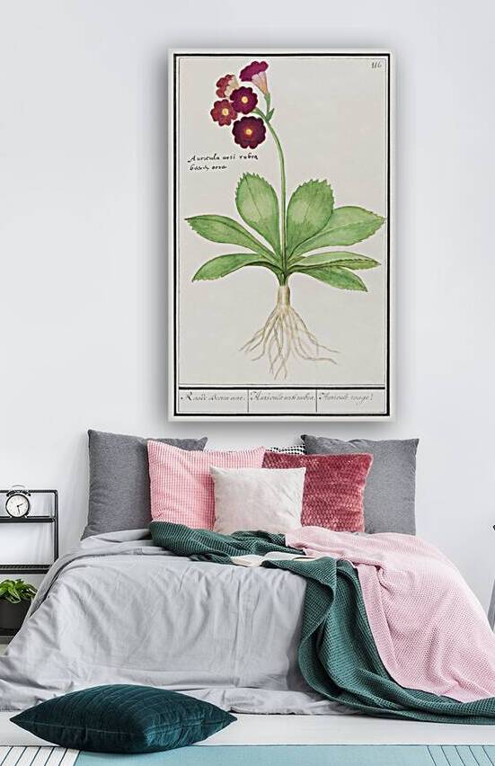 Primrose in vintage style by IStockHistory com