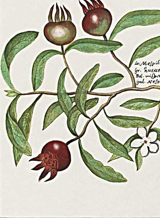 Medlar in vintage style by IStockHistory com