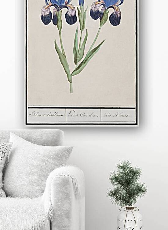 Purple iris in vintage style by IStockHistory com