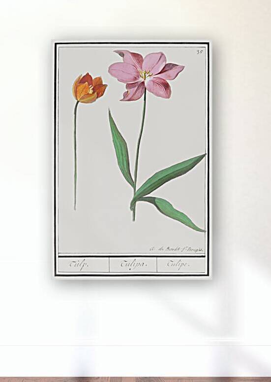Tulip in vintage style by IStockHistory com