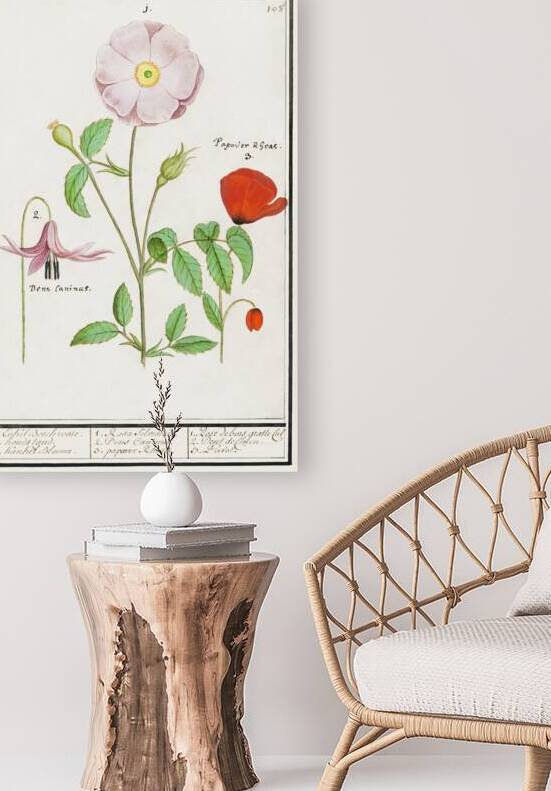 Dogstand flower wild rose and papaver by IStockHistory com