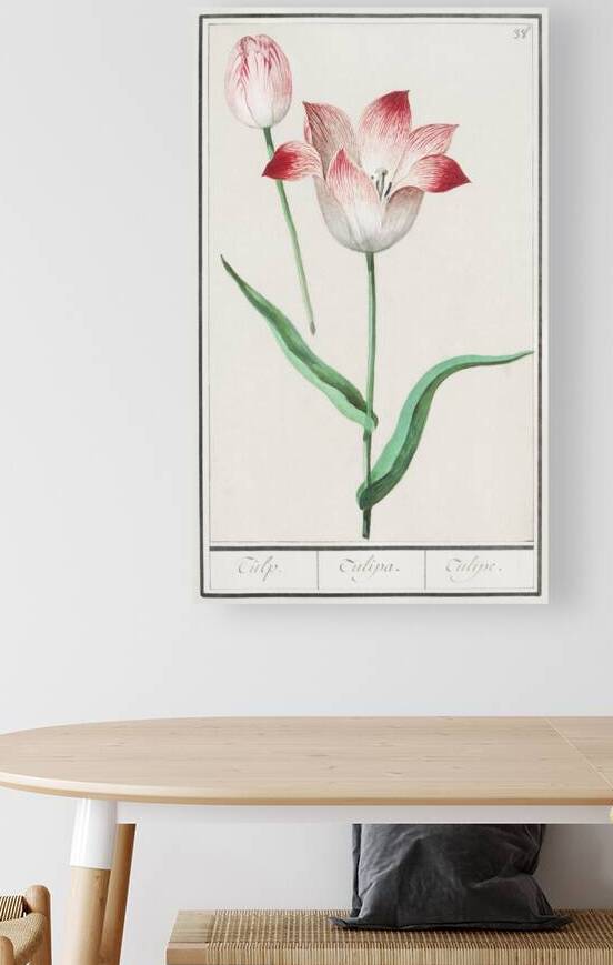 Tulip in vintage style by IStockHistory com