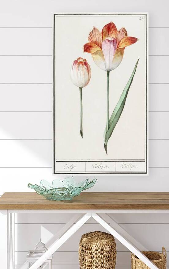 Tulip in vintage style by IStockHistory com