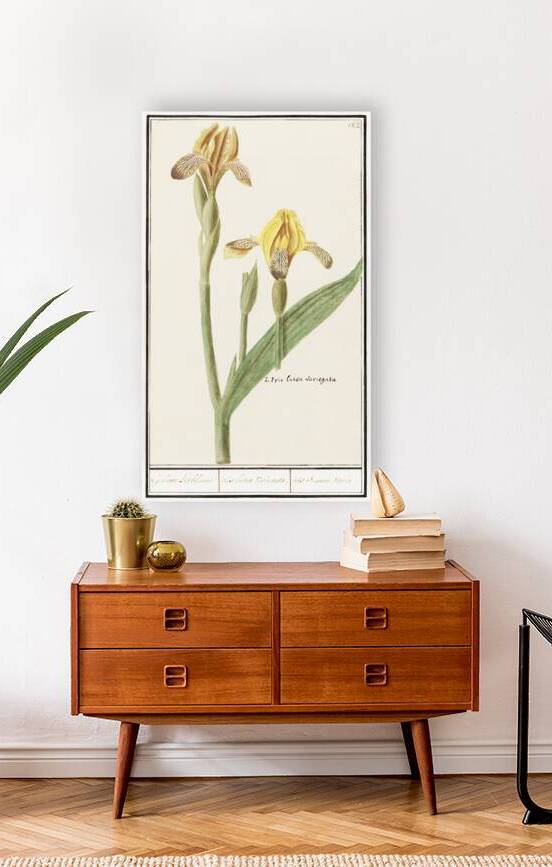 Yellow iris in vintage style by IStockHistory com