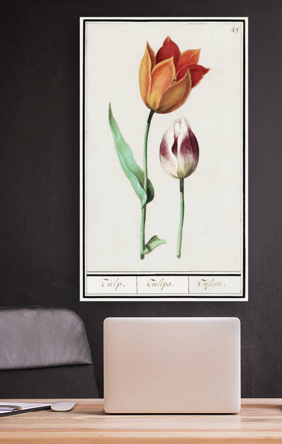 Tulip in vintage style by IStockHistory com