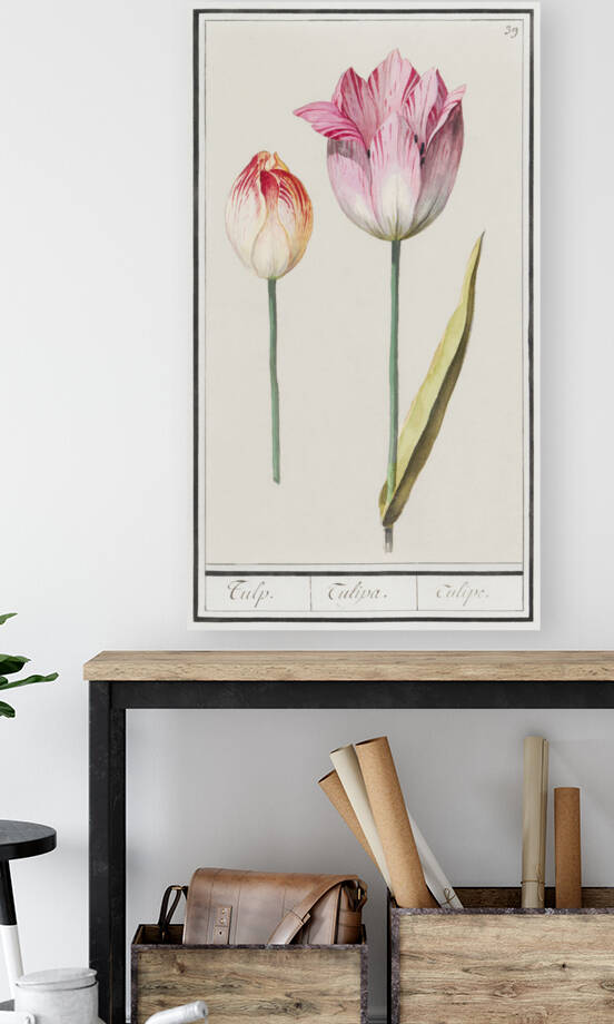 Anemone in vintage style by IStockHistory com