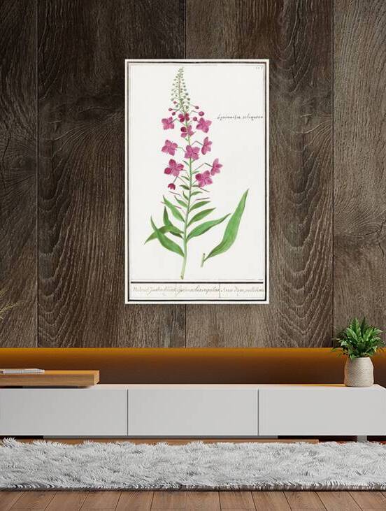 Willowherb in vintage style by IStockHistory com