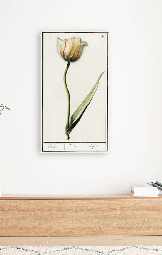 Tulip in vintage style by IStockHistory com