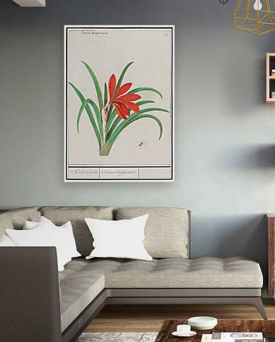 Red crocus in vintage style by IStockHistory com