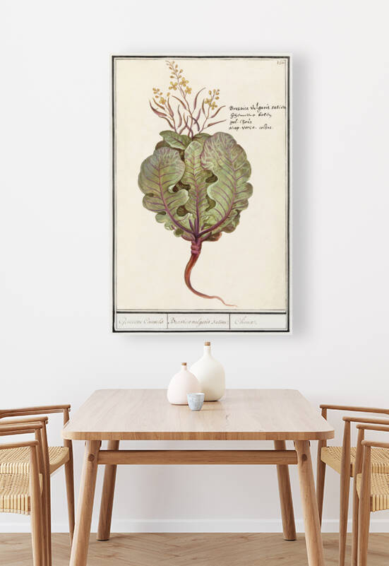 Cabbage in vintage style by IStockHistory com
