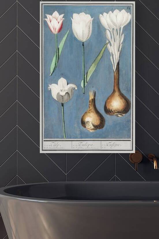 Tulip in vintage style by IStockHistory com