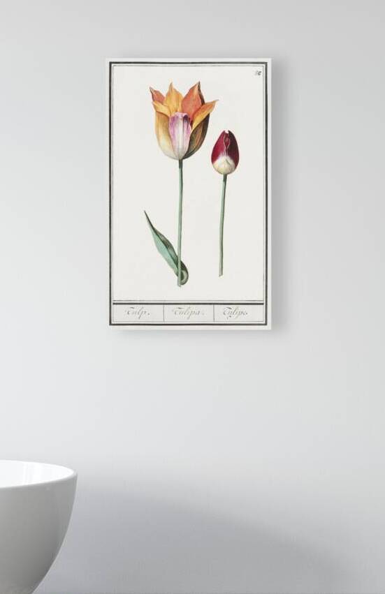 Tulip in vintage style by IStockHistory com