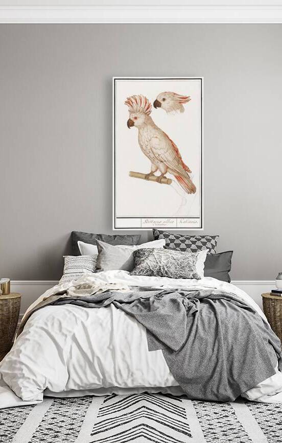 Moluccan cockatoo vintage style by IStockHistory com