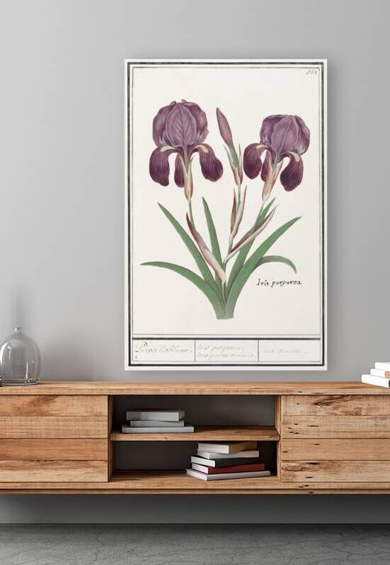 Purple iris in vintage style by IStockHistory com