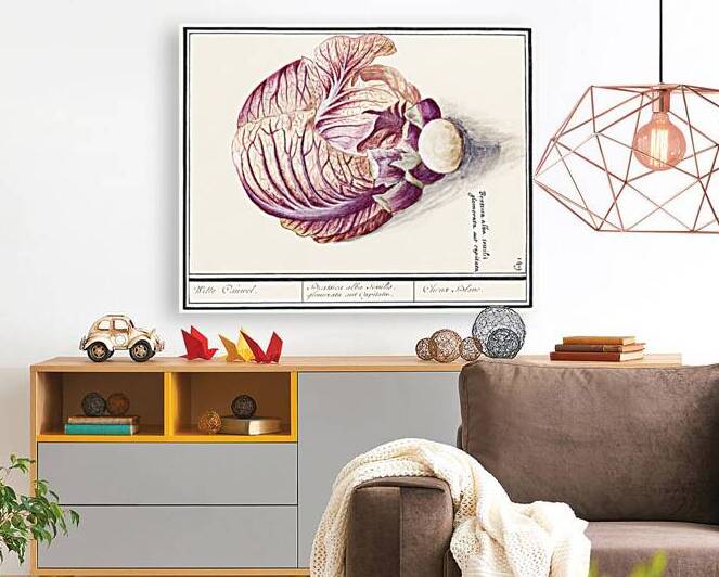 White cabbage in vintage style by IStockHistory com