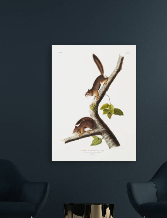 Ground Squirrel Tamias Townsendii  by IStockHistory com