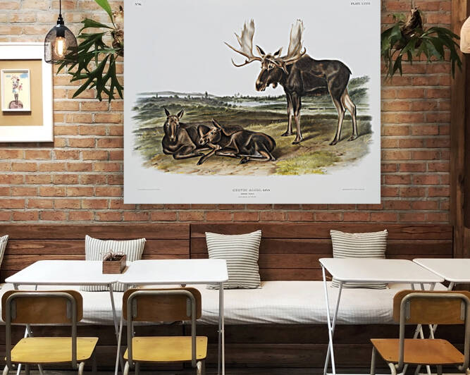 Moose Deer Servus alces  by IStockHistory com