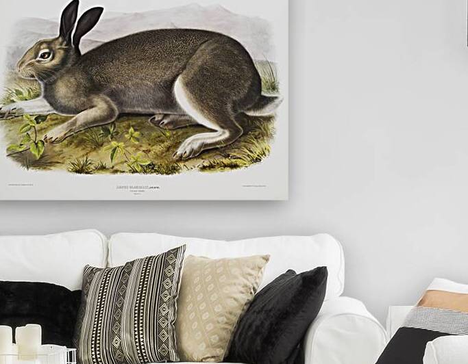 Polar Hare Lepus glacialis  by IStockHistory com