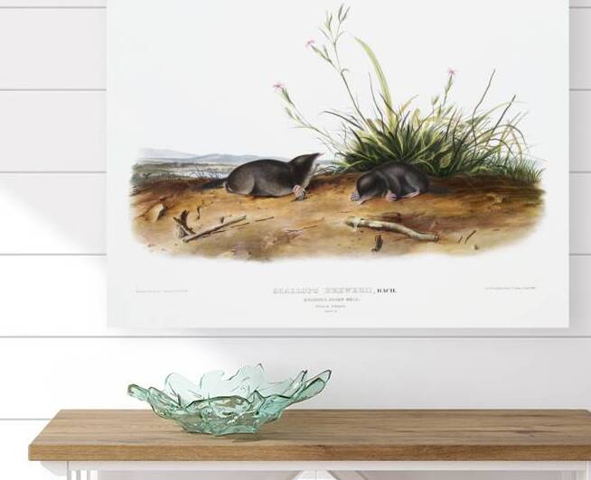 Shrew Mole Scallops Brewerii  by IStockHistory com