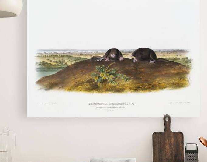 Star-nose Mole Condylura cristata  by IStockHistory com