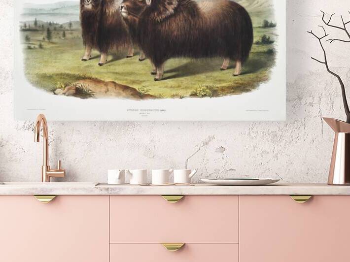 Musk Ox Ovibos moschatus  by IStockHistory com