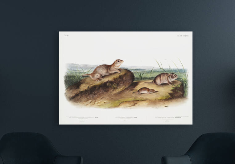 American Souslik Spermophilus Townsendii Oregon Meadow-Mouse Arvicola Oregoni and Texan Meadow Mouse Arvicola Texiana by IStockHistory com