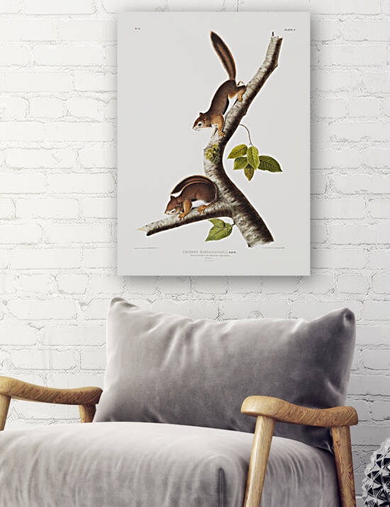 American wild cat Lynx rufus  by IStockHistory com