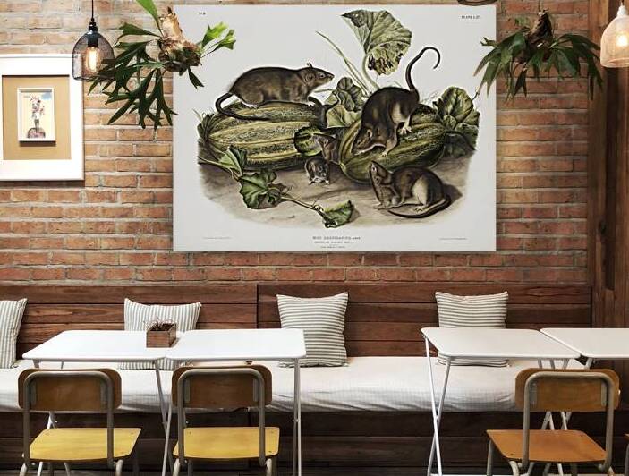 Brown rat or Norway rat Mus decumanus  by IStockHistory com