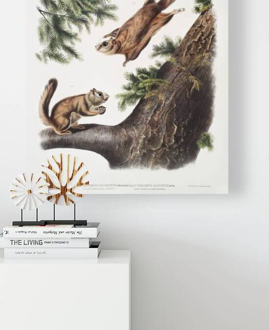 Severn River Flying Squirrel Pteromys sabrinus and Rocky Mountain Squirrel Pteromys alpinus  by IStockHistory com