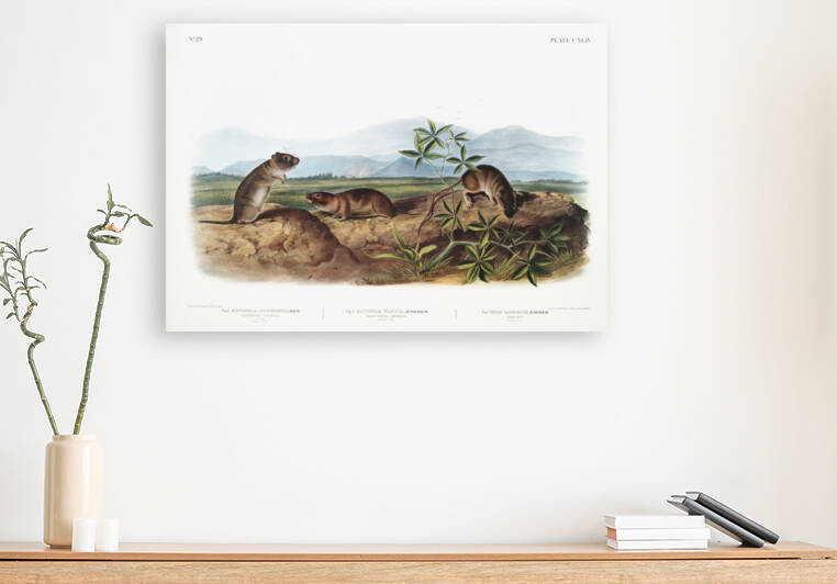 Severn River Flying Squirrel Pteromys sabrinus and Rocky Mountain Squirrel Pteromys alpinus  by IStockHistory com