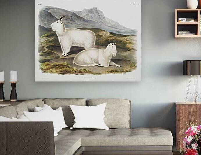 Tawny Weasel Putorius fuscus  by IStockHistory com