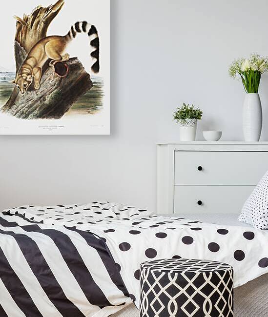 Ring-tailed Bassaris Bassaris astuta  by IStockHistory com